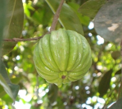 Garcinia cambogia fruit
